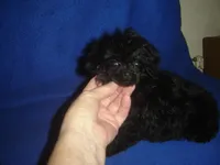 Tiara, a female Poodle - Toy  for sale in Russell Springs, KY – Photo 1 of 6