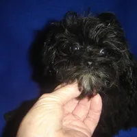 Marsha-REDUCED PRICE, a female Morkie for sale in Russell Springs, KY – Photo 1 of 5