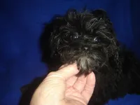 Marsha-REDUCED PRICE, a female Morkie for sale in Russell Springs, KY – Photo 1 of 5
