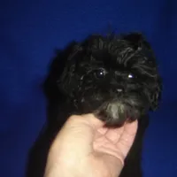 Marsha-REDUCED PRICE, a female Morkie for sale in Russell Springs, KY – Photo 4 of 5