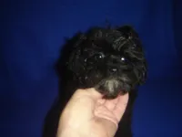 Marsha-REDUCED PRICE, a female Morkie for sale in Russell Springs, KY – Photo 4 of 5