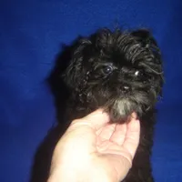 Marsha-REDUCED PRICE, a female Morkie for sale in Russell Springs, KY – Photo 3 of 5