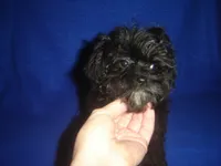 Marsha-REDUCED PRICE, a female Morkie for sale in Russell Springs, KY – Photo 3 of 5