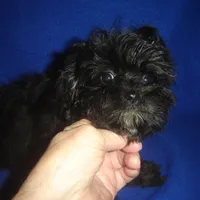 Marsha-REDUCED PRICE, a female Morkie for sale in Russell Springs, KY – Photo 5 of 5