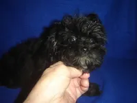 Marsha-REDUCED PRICE, a female Morkie for sale in Russell Springs, KY – Photo 5 of 5