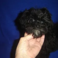 Marsha-REDUCED PRICE, a female Morkie for sale in Russell Springs, KY – Photo 2 of 5