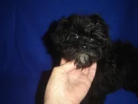 Marsha-REDUCED PRICE, a female Morkie for sale in Russell Springs, KY – Photo 2 of 5