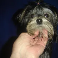 Noel, a female Morkie for sale in Russell Springs, KY – Photo 1 of 2