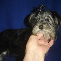 Noel, a female Morkie for sale in Russell Springs, KY – Photo 2 of 2