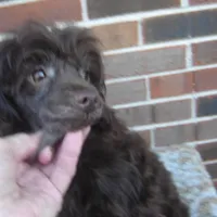Alex, a male Maltipoo for sale in Russell Springs, KY – Photo 4 of 5