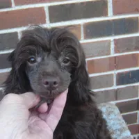 Alex, a male Maltipoo for sale in Russell Springs, KY – Photo 3 of 5