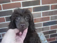 Alex, a male Maltipoo for sale in Russell Springs, KY – Photo 3 of 5