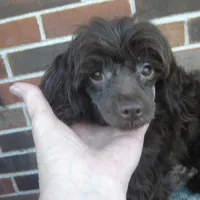 Alex, a male Maltipoo for sale in Russell Springs, KY – Photo 1 of 5