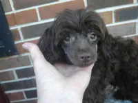 Alex, a male Maltipoo for sale in Russell Springs, KY – Photo 1 of 5