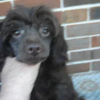 Alex, a male Maltipoo for sale in Russell Springs, KY – Photo 5 of 5