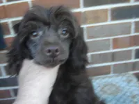 Alex, a male Maltipoo for sale in Russell Springs, KY – Photo 5 of 5