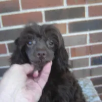 Alex, a male Maltipoo for sale in Russell Springs, KY – Photo 2 of 5