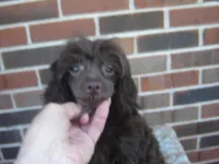 Alex, a male Maltipoo for sale in Russell Springs, KY – Photo 2 of 5