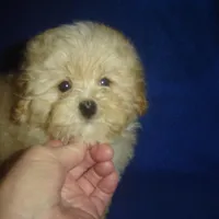 Snapshot, a male Maltipoo for sale in Russell Springs, KY – Photo 4 of 5