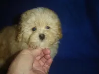Snapshot, a male Maltipoo for sale in Russell Springs, KY – Photo 4 of 5