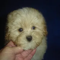 Snapshot, a male Maltipoo for sale in Russell Springs, KY – Photo 5 of 5