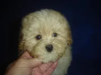 Snapshot, a male Maltipoo for sale in Russell Springs, KY – Photo 5 of 5