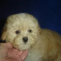 Snapshot, a male Maltipoo for sale in Russell Springs, KY – Photo 2 of 5