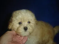 Snapshot, a male Maltipoo for sale in Russell Springs, KY – Photo 2 of 5