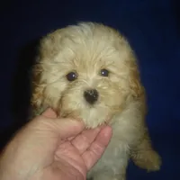 Snapshot, a male Maltipoo for sale in Russell Springs, KY – Photo 1 of 5