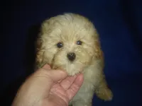 Snapshot, a male Maltipoo for sale in Russell Springs, KY – Photo 1 of 5