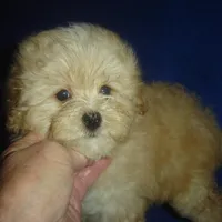 Snapshot, a male Maltipoo for sale in Russell Springs, KY – Photo 3 of 5