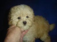 Snapshot, a male Maltipoo for sale in Russell Springs, KY – Photo 3 of 5