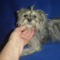 Amy-REDUCED PRICE, a female Maltipoo and Poodle - Toy  for sale in Russell Springs, KY – Photo 1 of 2