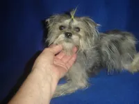 Amy-REDUCED PRICE, a female Maltipoo and Poodle - Toy  for sale in Russell Springs, KY – Photo 1 of 2