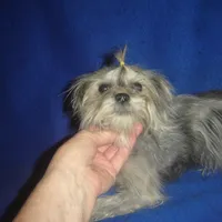 Amy-REDUCED PRICE, a female Maltipoo and Poodle - Toy  for sale in Russell Springs, KY – Photo 2 of 2