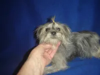 Amy-REDUCED PRICE, a female Maltipoo and Poodle - Toy  for sale in Russell Springs, KY – Photo 2 of 2