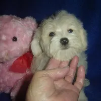 Rudy, a male Maltipoo for sale in Russell Springs, KY – Photo 1 of 4