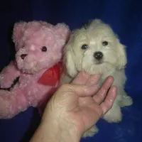 Rudy, a male Maltipoo for sale in Russell Springs, KY – Photo 2 of 4