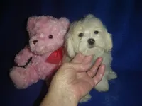 Rudy, a male Maltipoo for sale in Russell Springs, KY – Photo 2 of 4