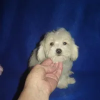 Rudy, a male Maltipoo for sale in Russell Springs, KY – Photo 3 of 4
