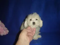 Rudy, a male Maltipoo for sale in Russell Springs, KY – Photo 3 of 4