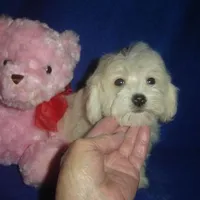 Rudy, a male Maltipoo for sale in Russell Springs, KY – Photo 4 of 4