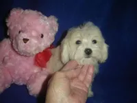 Rudy, a male Maltipoo for sale in Russell Springs, KY – Photo 4 of 4