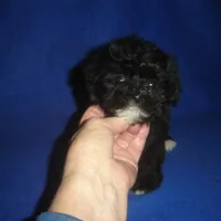 Bright Eyes, a male Morkie for sale in Russell Springs, KY – Photo 1 of 4