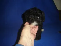 Bright Eyes, a male Morkie for sale in Russell Springs, KY – Photo 1 of 4