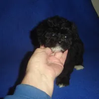 Bright Eyes, a male Morkie for sale in Russell Springs, KY – Photo 4 of 4