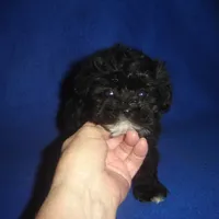 Bright Eyes, a male Morkie for sale in Russell Springs, KY – Photo 3 of 4