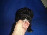 Bright Eyes, a male Morkie for sale in Russell Springs, KY – Photo 3 of 4