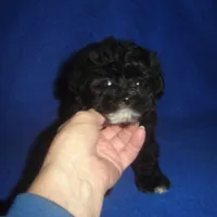 Bright Eyes, a male Morkie for sale in Russell Springs, KY – Photo 2 of 4