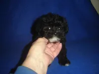 Bright Eyes, a male Morkie for sale in Russell Springs, KY – Photo 2 of 4